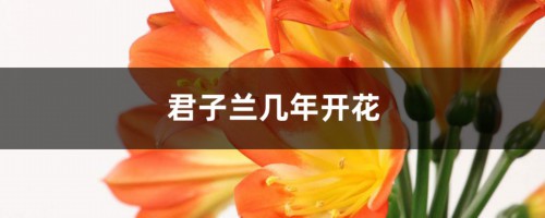 君子兰几年开花，君子兰开花时间